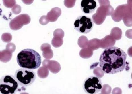 貴陽生物實(shí)驗(yàn)中心